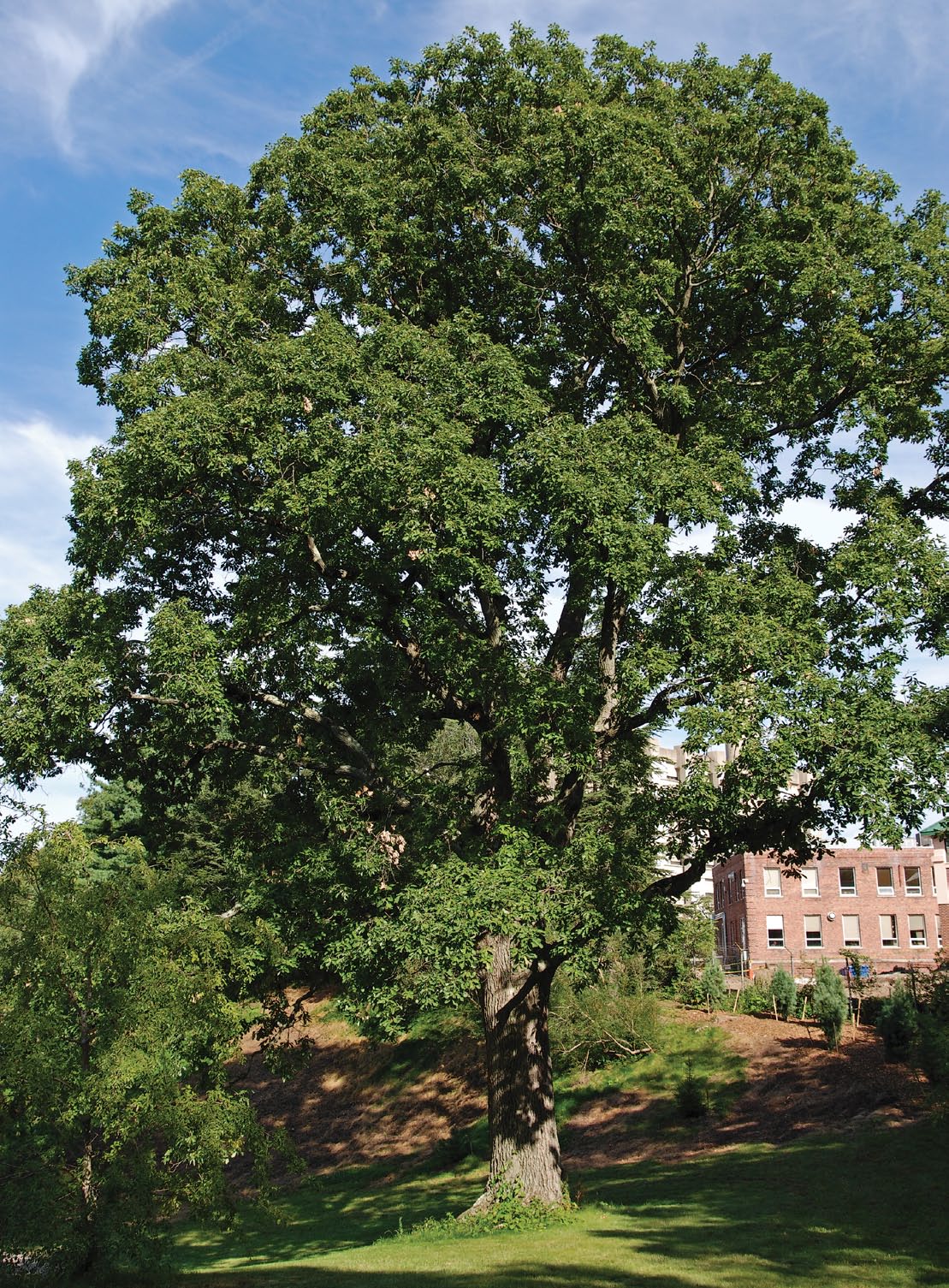 Full form of Sargent oak at the Arnold Arboretum with summer foliage