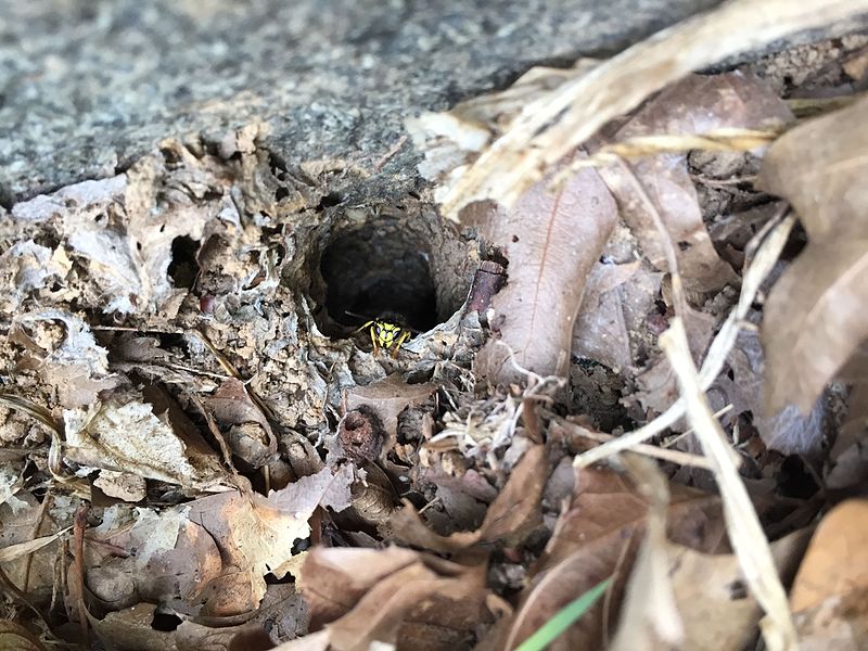 File:2015-09-20 09 15 13 Yellow-jacket guarding the entrance to a below-ground nest along Terrace Boulevard in Ewing, New Jersey.jpg