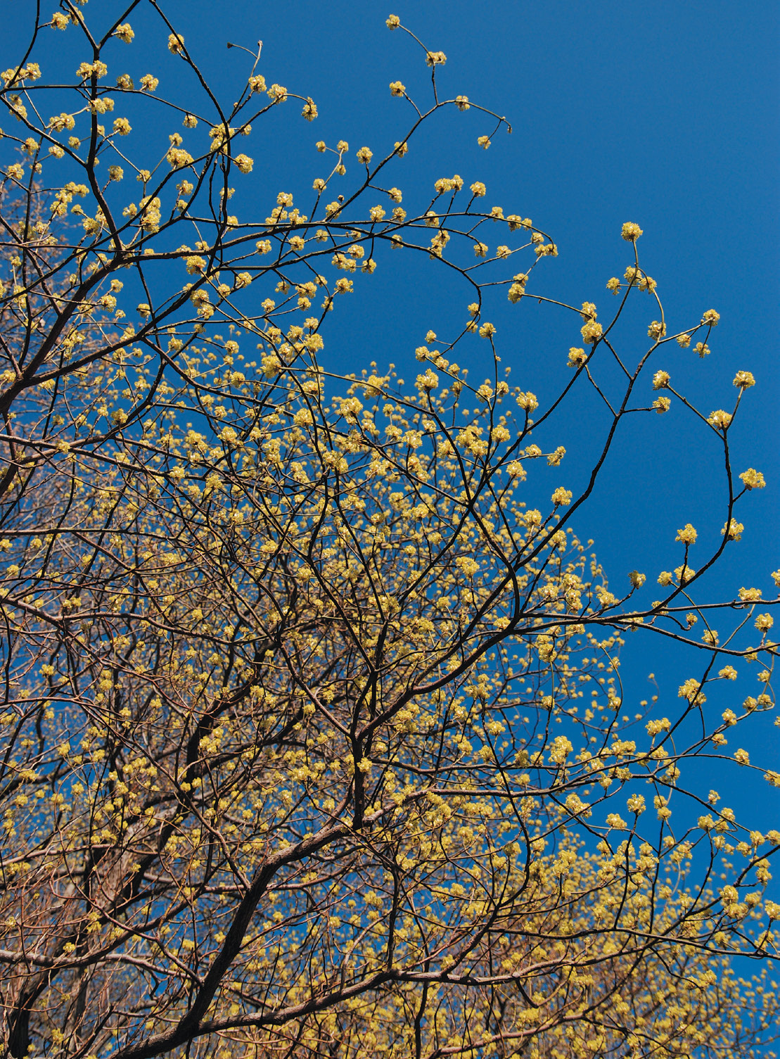 Flowers of sassafrass with blue skies behind