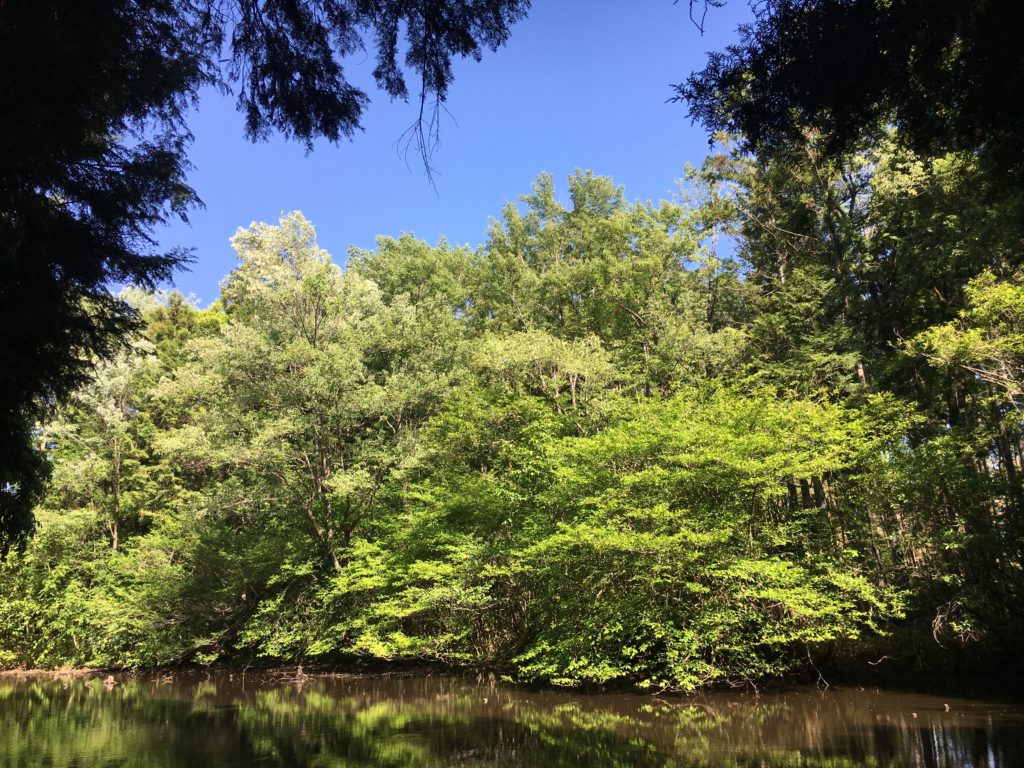 Several mature Acer pycnanthum (left side) growing among other broadleaved trees in Sendanbayashi – note the grayish-green leaves
