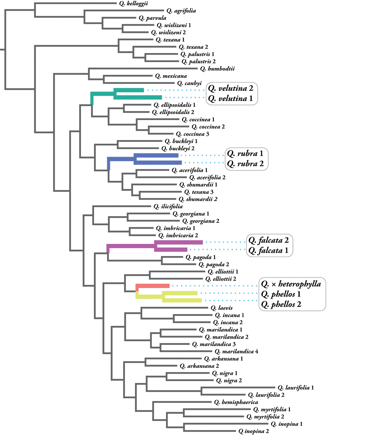 Phylogenetic tree showing placement of Bartram oak