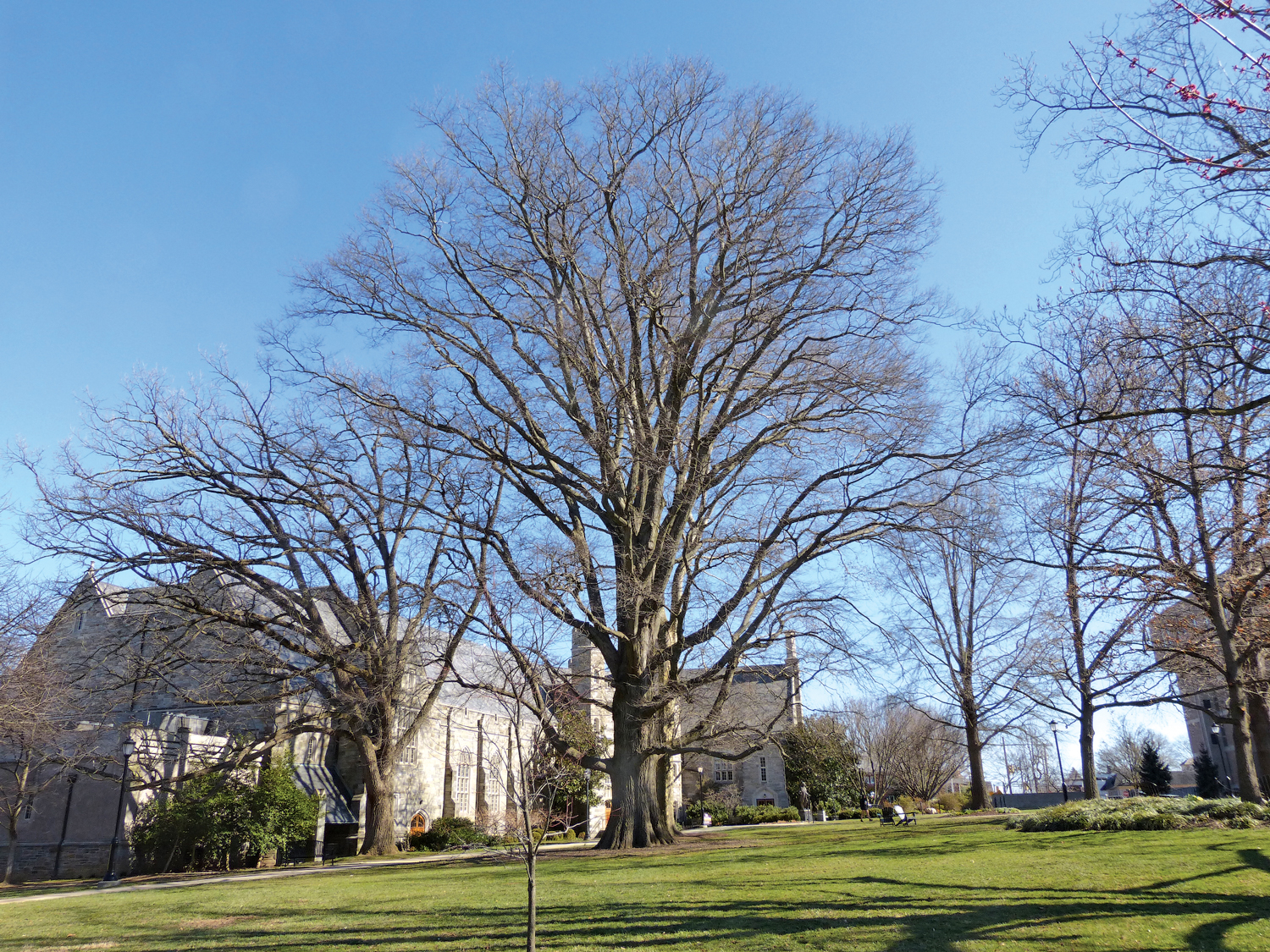 Photo of Bartram oak on West Chester University campus in winter.