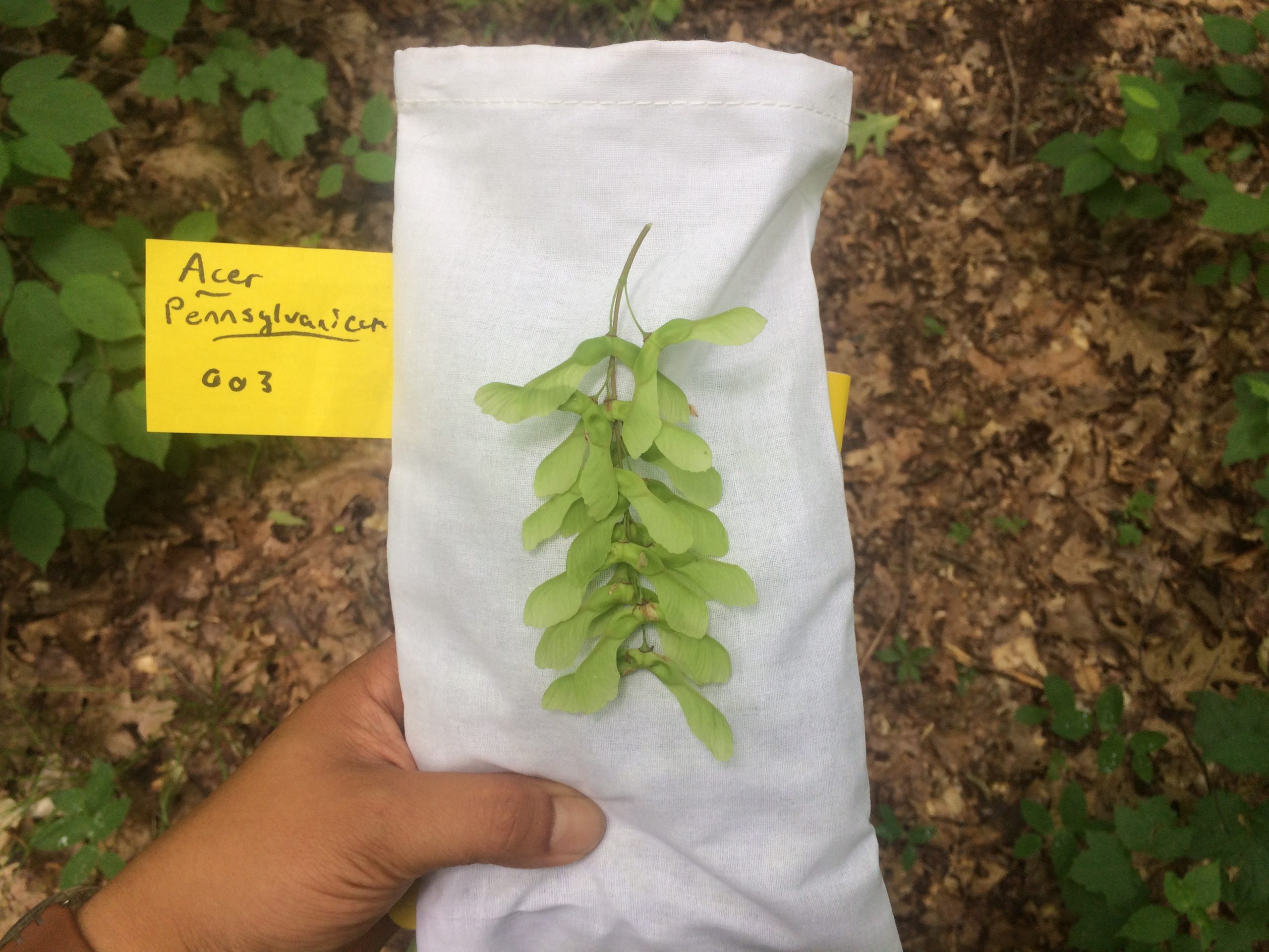 Acer pennsylvanicum Collected Sample