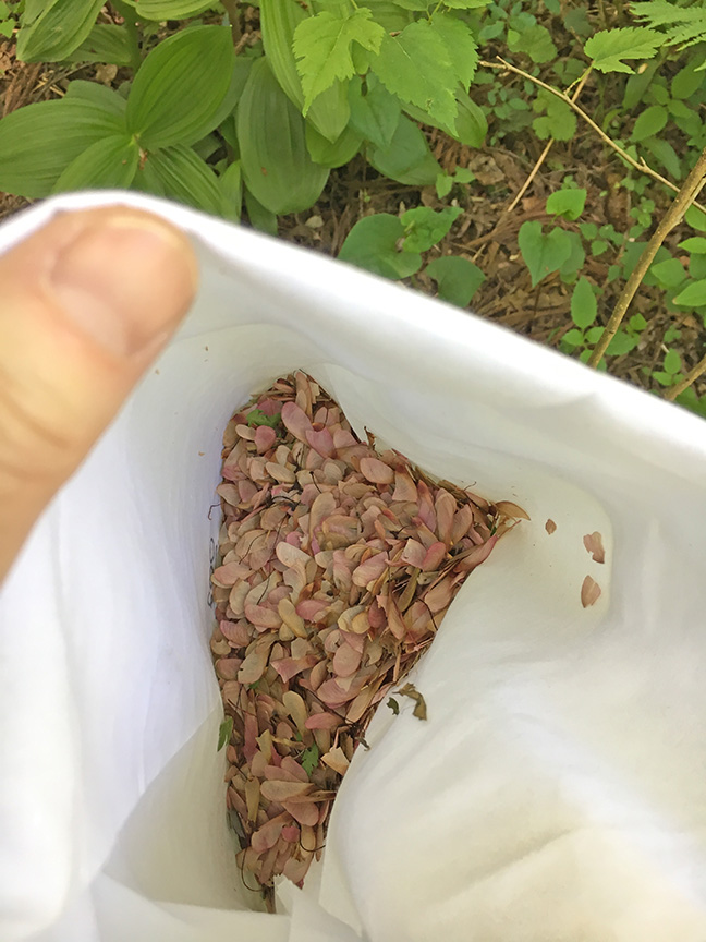 Acer pycnanthum seeds