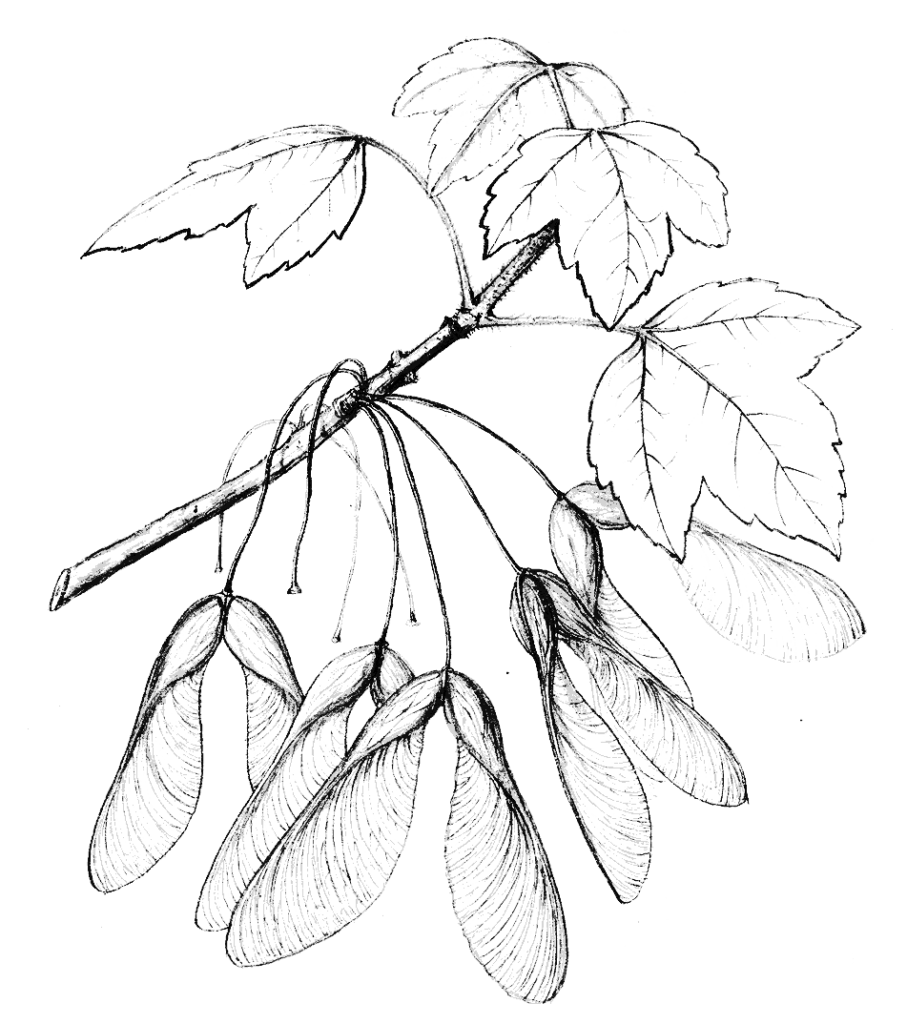 Illustration of Acer rubrum by Charles Faxon