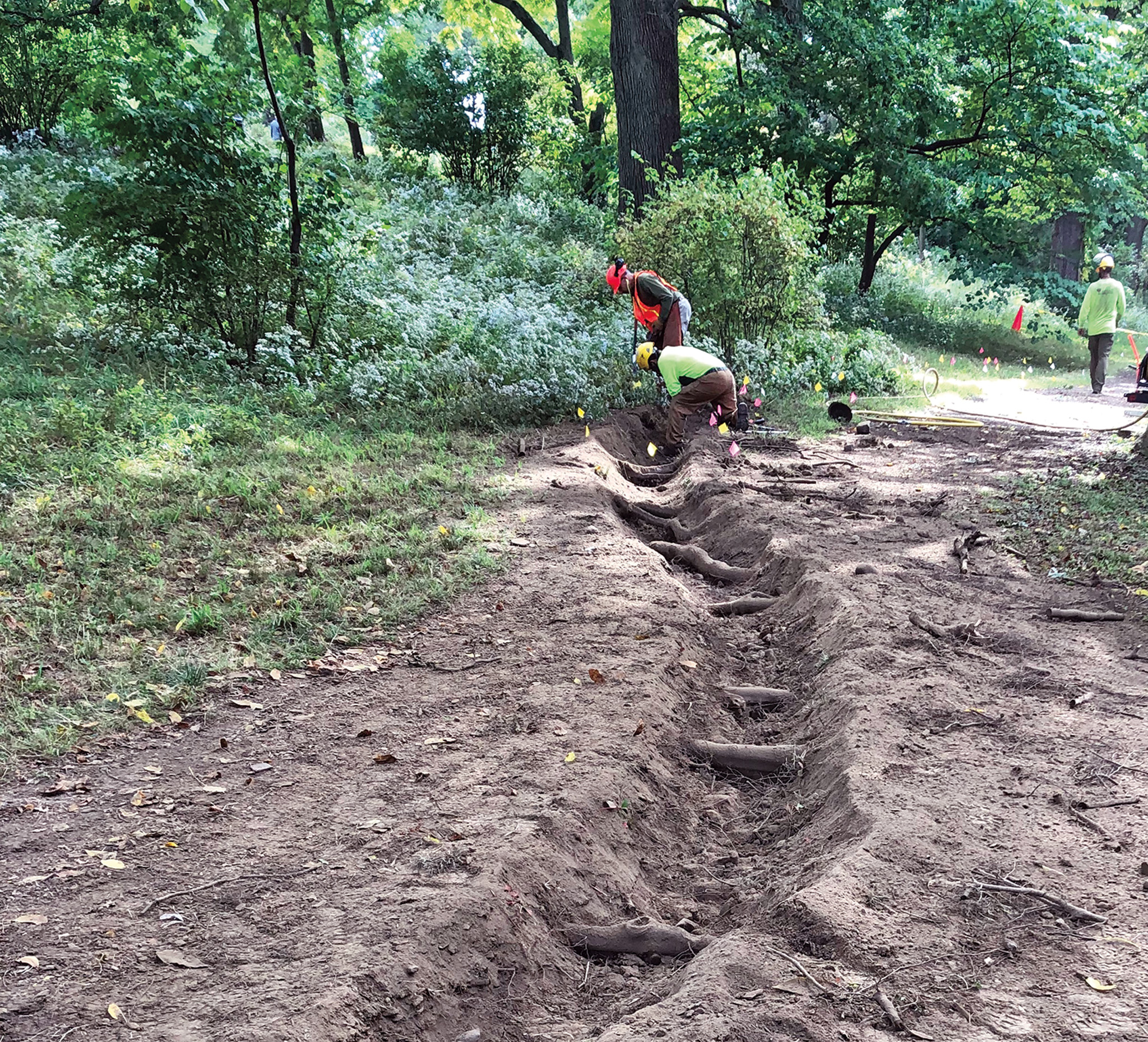 Airspading around tree roots