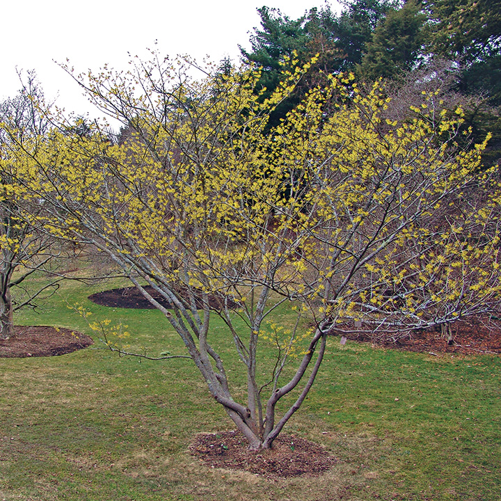 Arnold Promise witch hazel