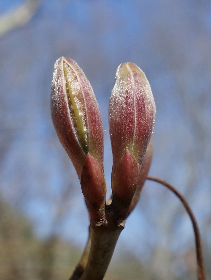 Buds of Kawakami maple (Acer caudatifolium)