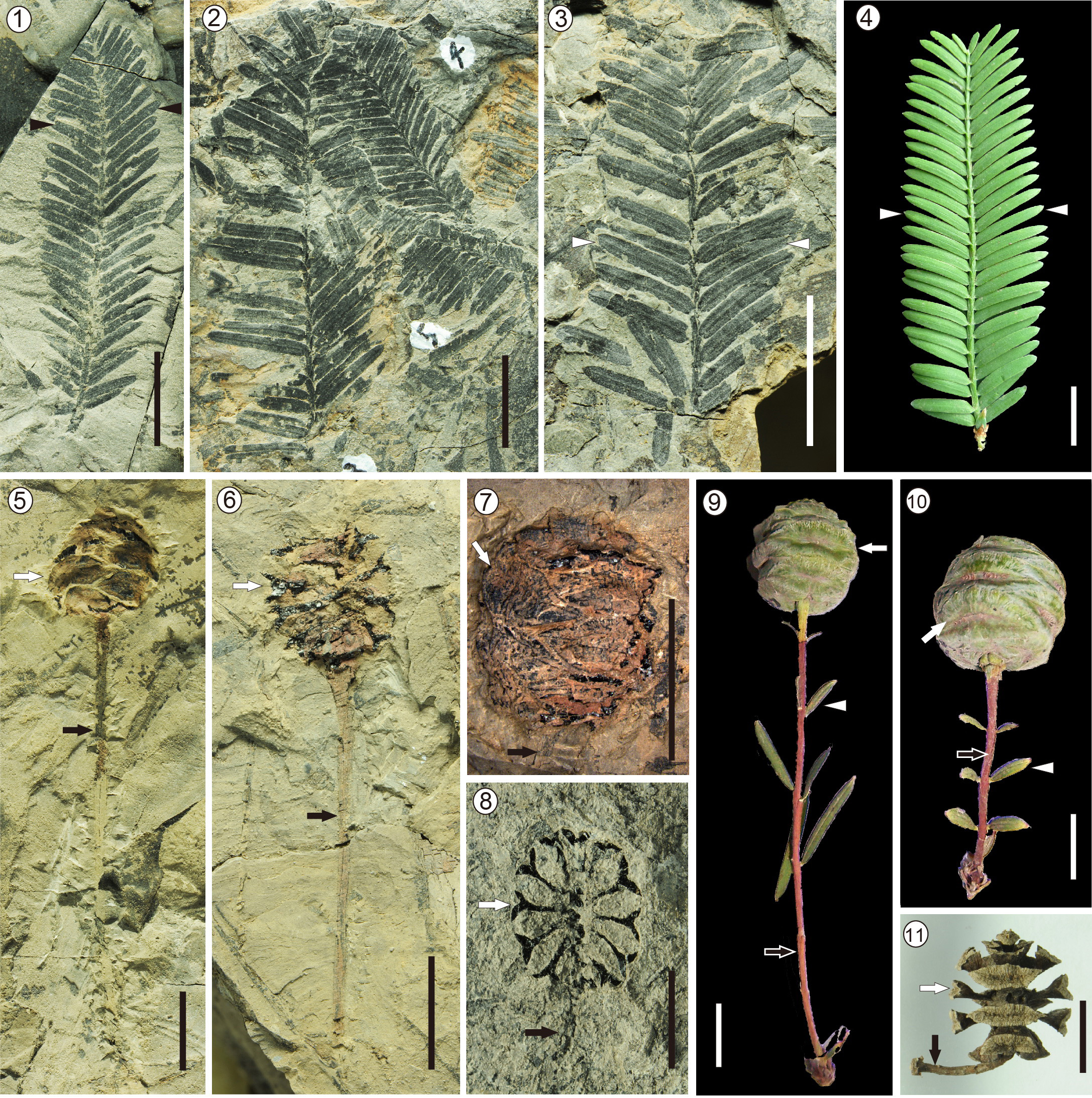 Comparison of Yunnan fossil metasequoia foliate and cones with modern trees