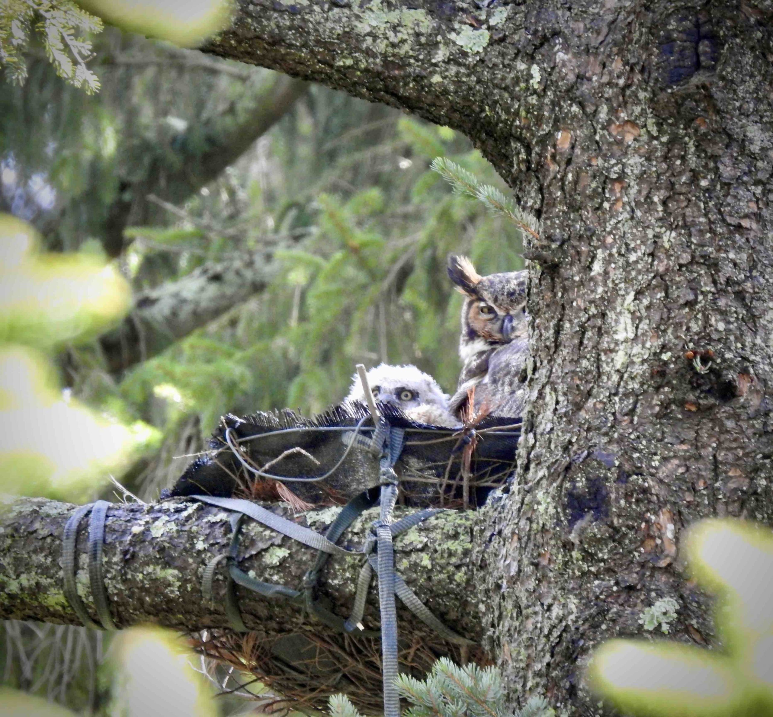 Mother owl and owlet in nest.