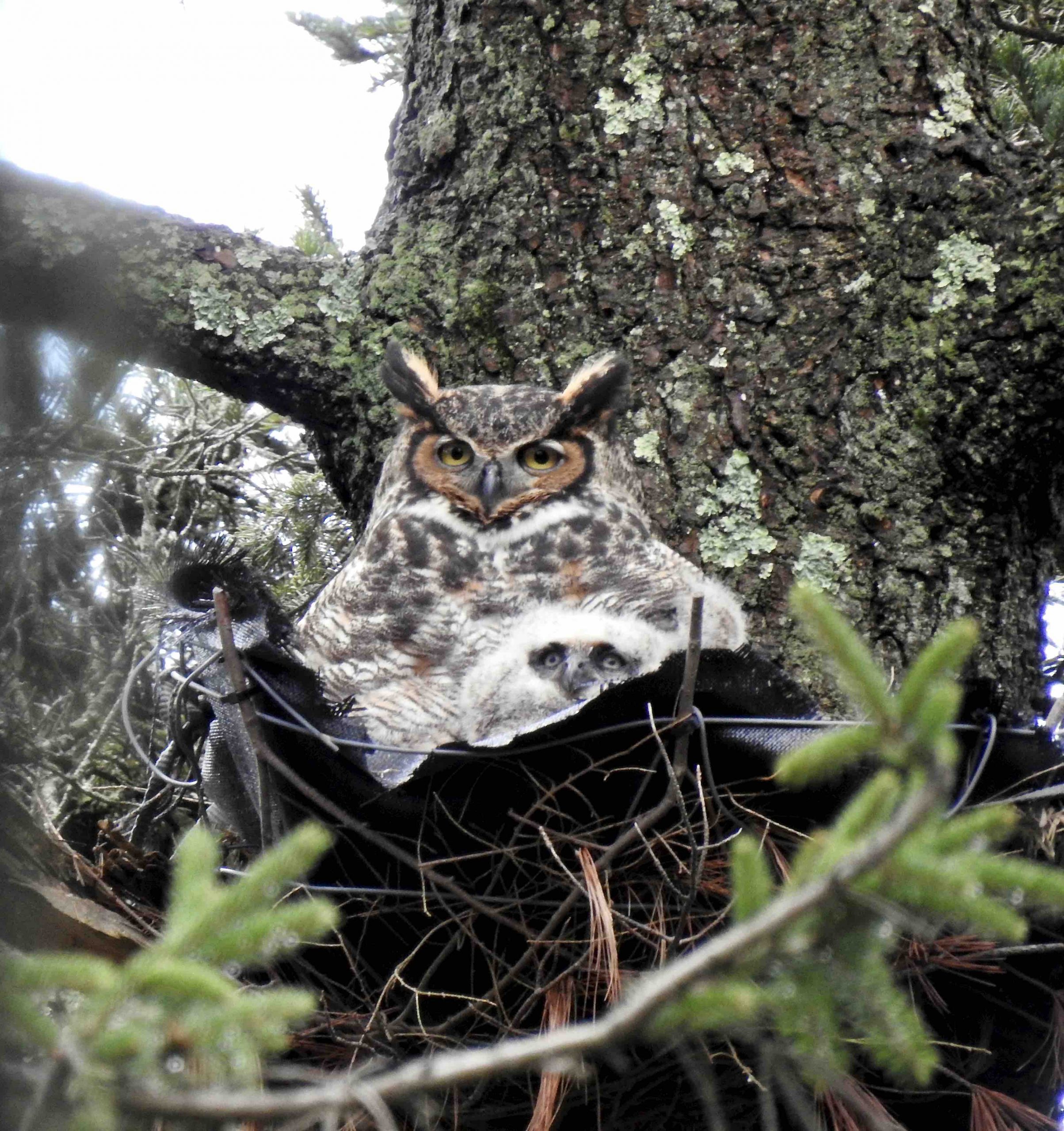 Mother owl and owlet