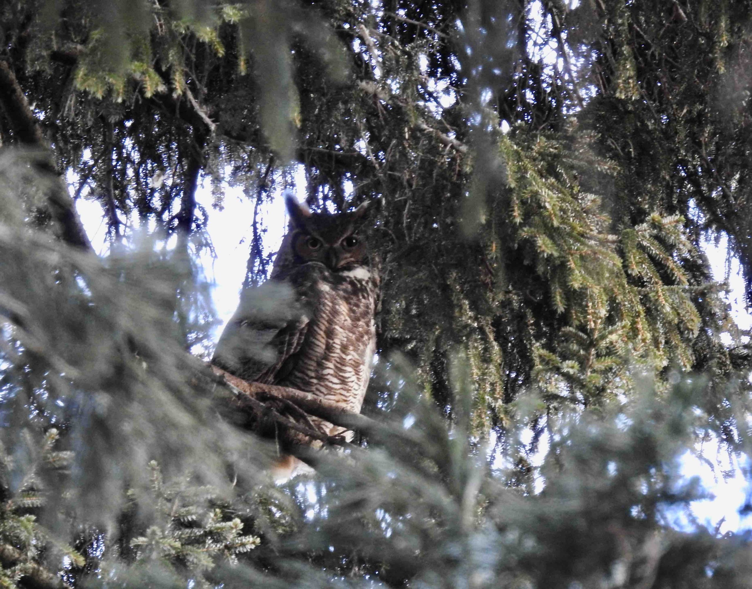 A male great horned owl.