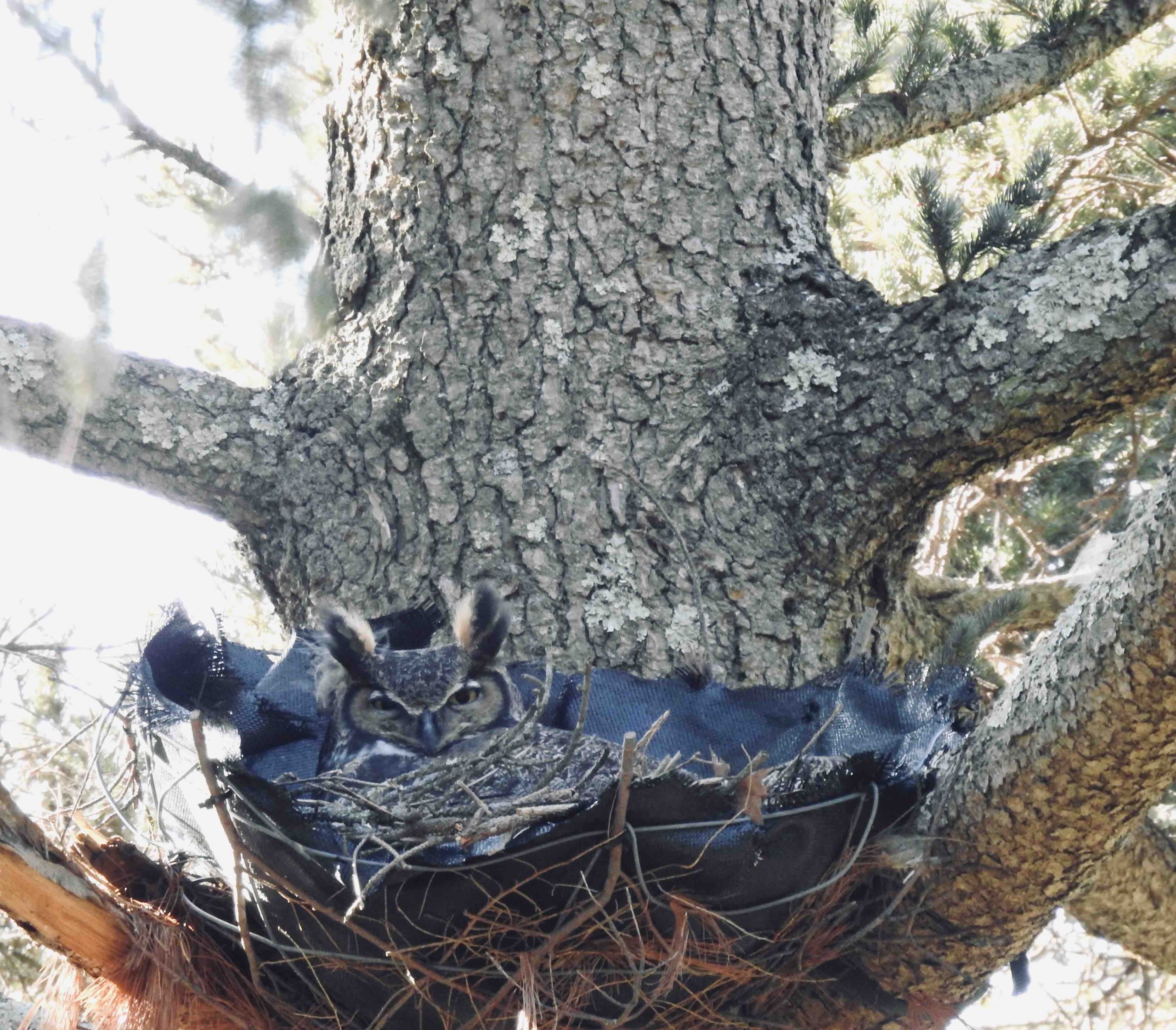 A female great horned owl in our artificial nest in early February.