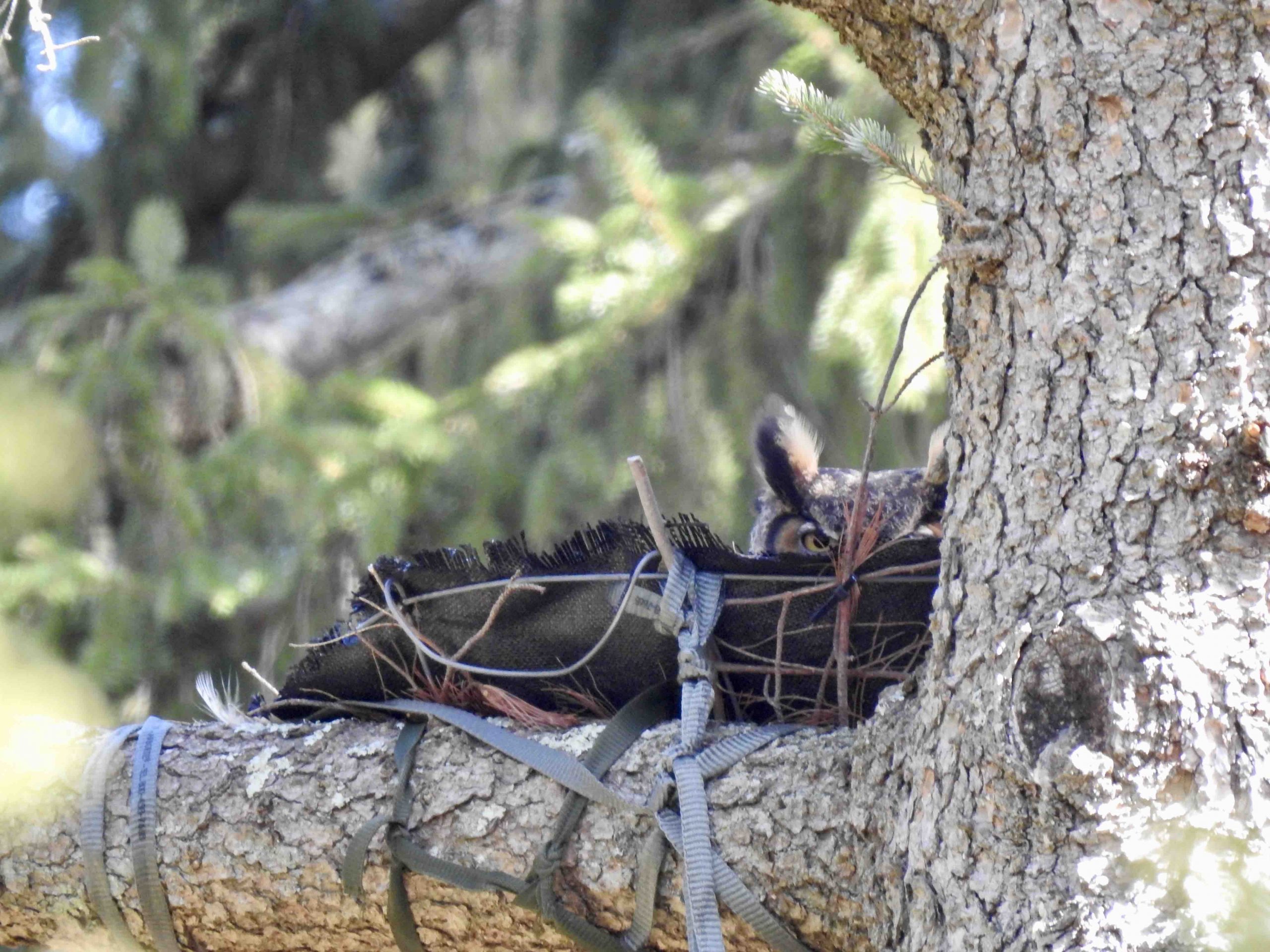 Female great horned owl in nest.