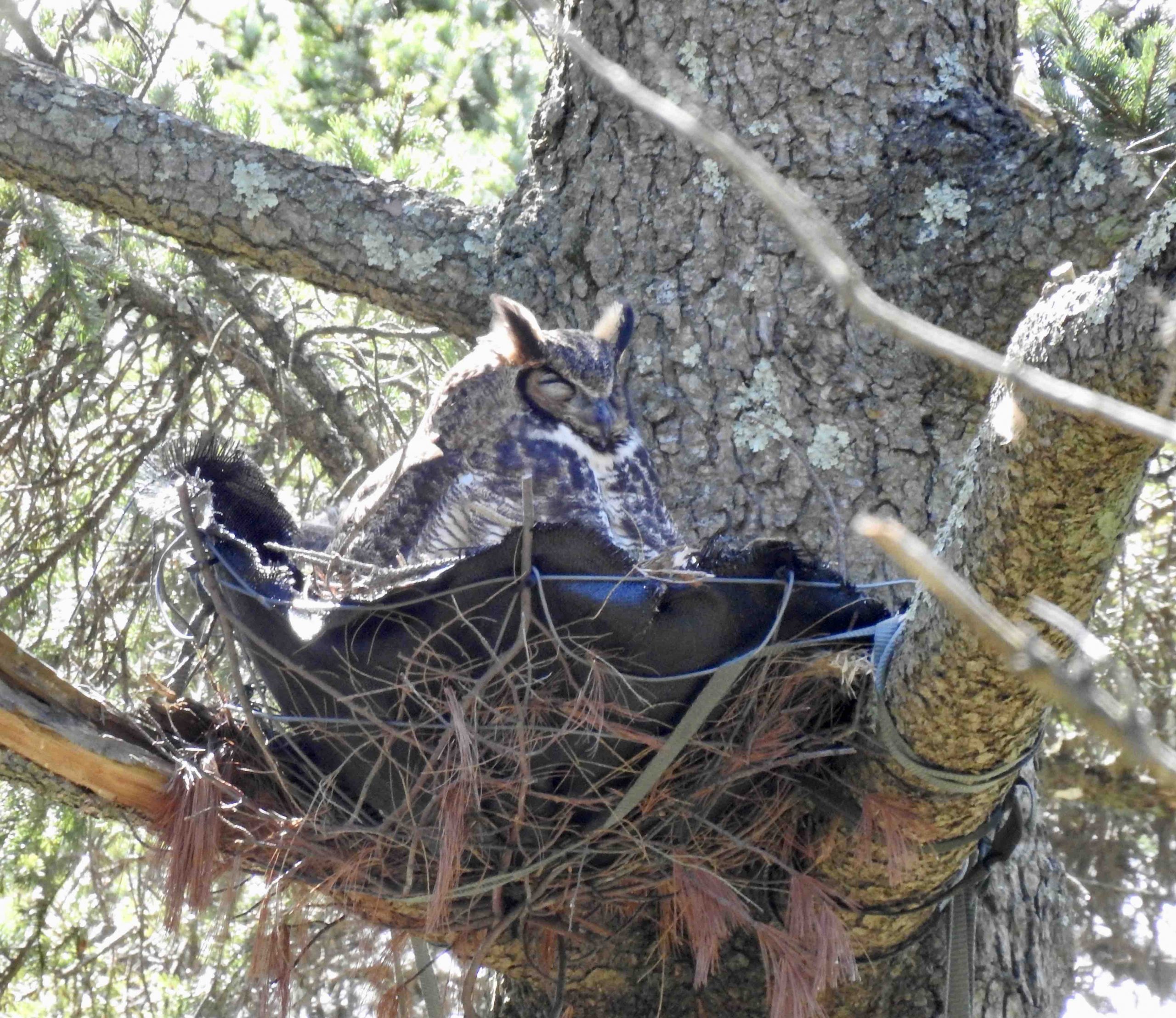 Female great horned owl in nest with owlets.