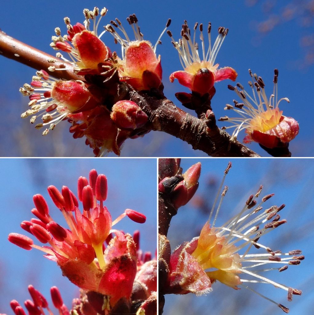 red maple tree flower