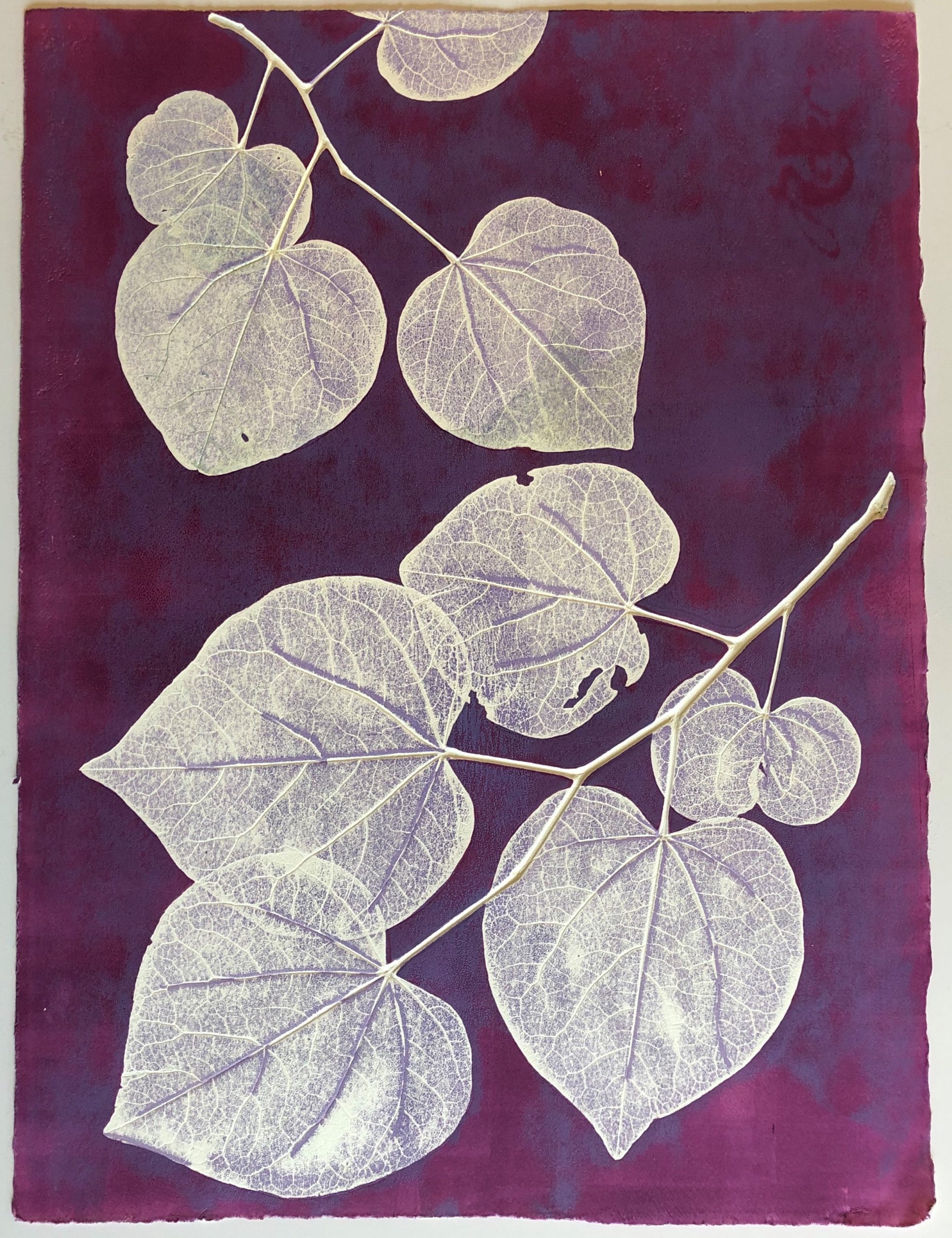 Print of nice redbud leaves in various sizes