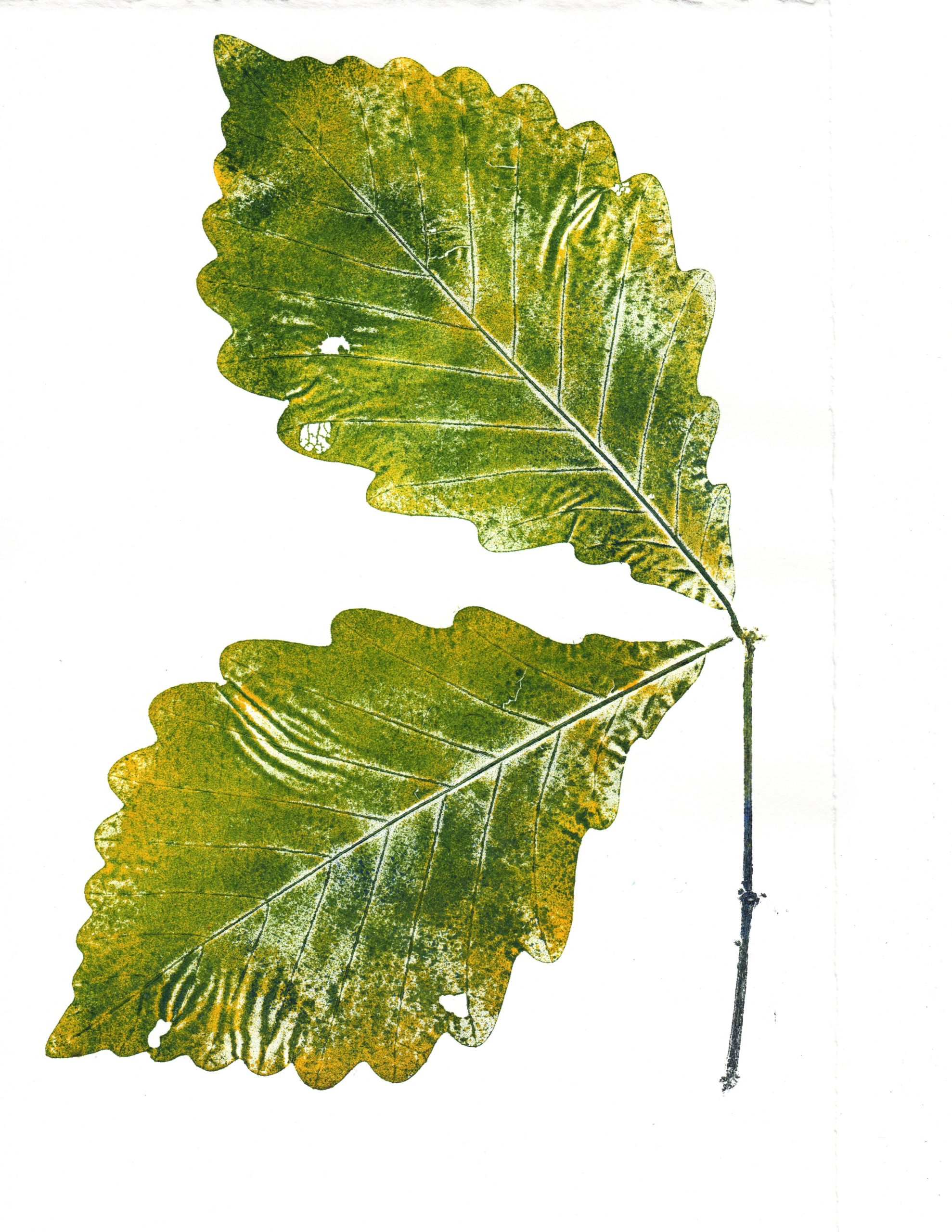 Print of two swamp chestnut oak leaves