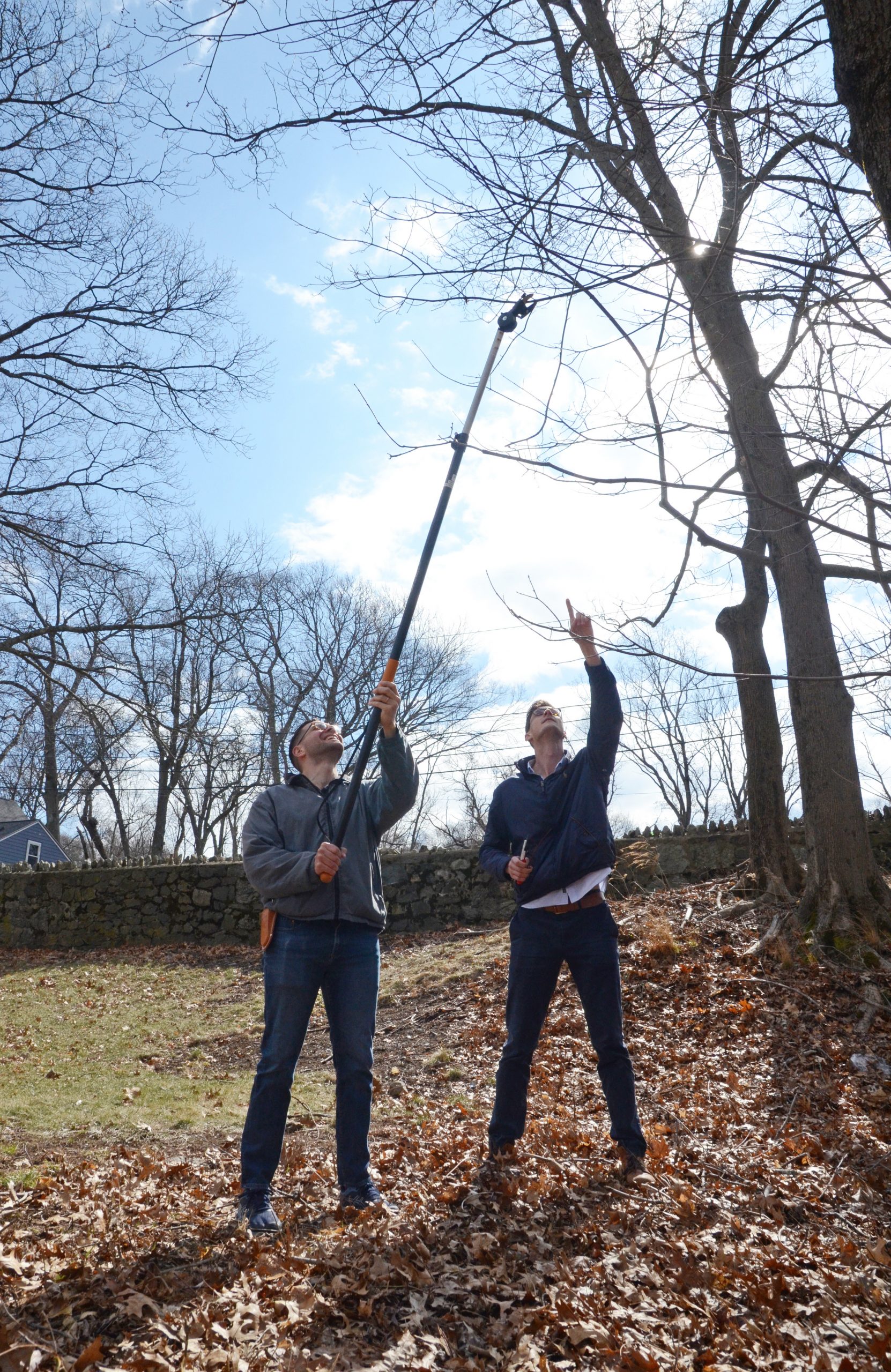 Jake Grossman, Arnold Arboretum Putnam Fellow, holds a pole pruner to collect material from a maple tree’s canopy with colleague Al Kovaleski, Arnold Arboretum Putnam Fellow, in the Arboretum landscape. The two are conducting research on the freeze tolerance of the maple species.