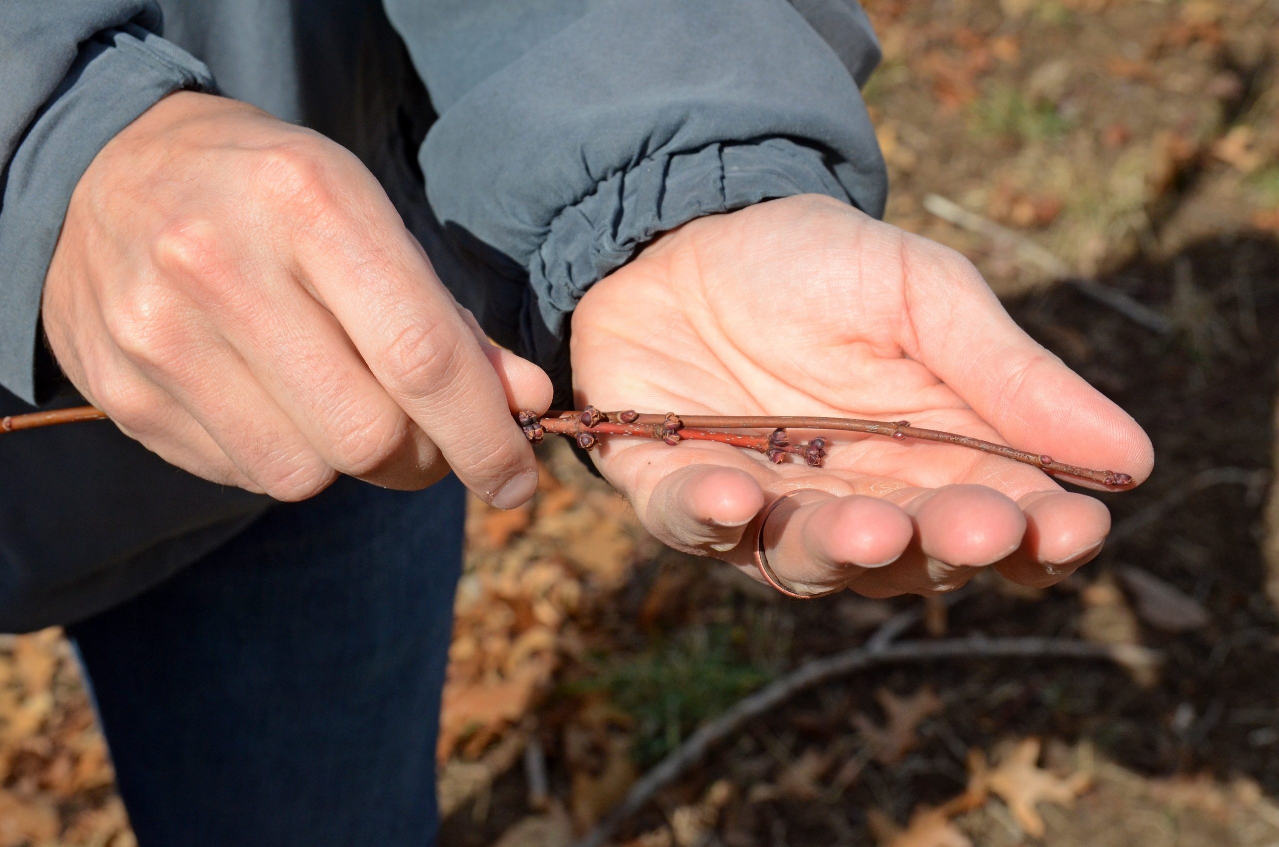 Jake Grossman, Arnold Arboretum Putnam Fellow, holds maple twigs just clipped from a red maple tree at the Arboretum to use in cold hardiness experiments on the freeze tolerance of maples.