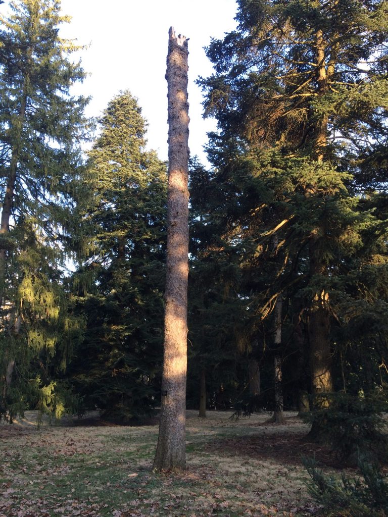 An intentional snag left standing in the conifer collection