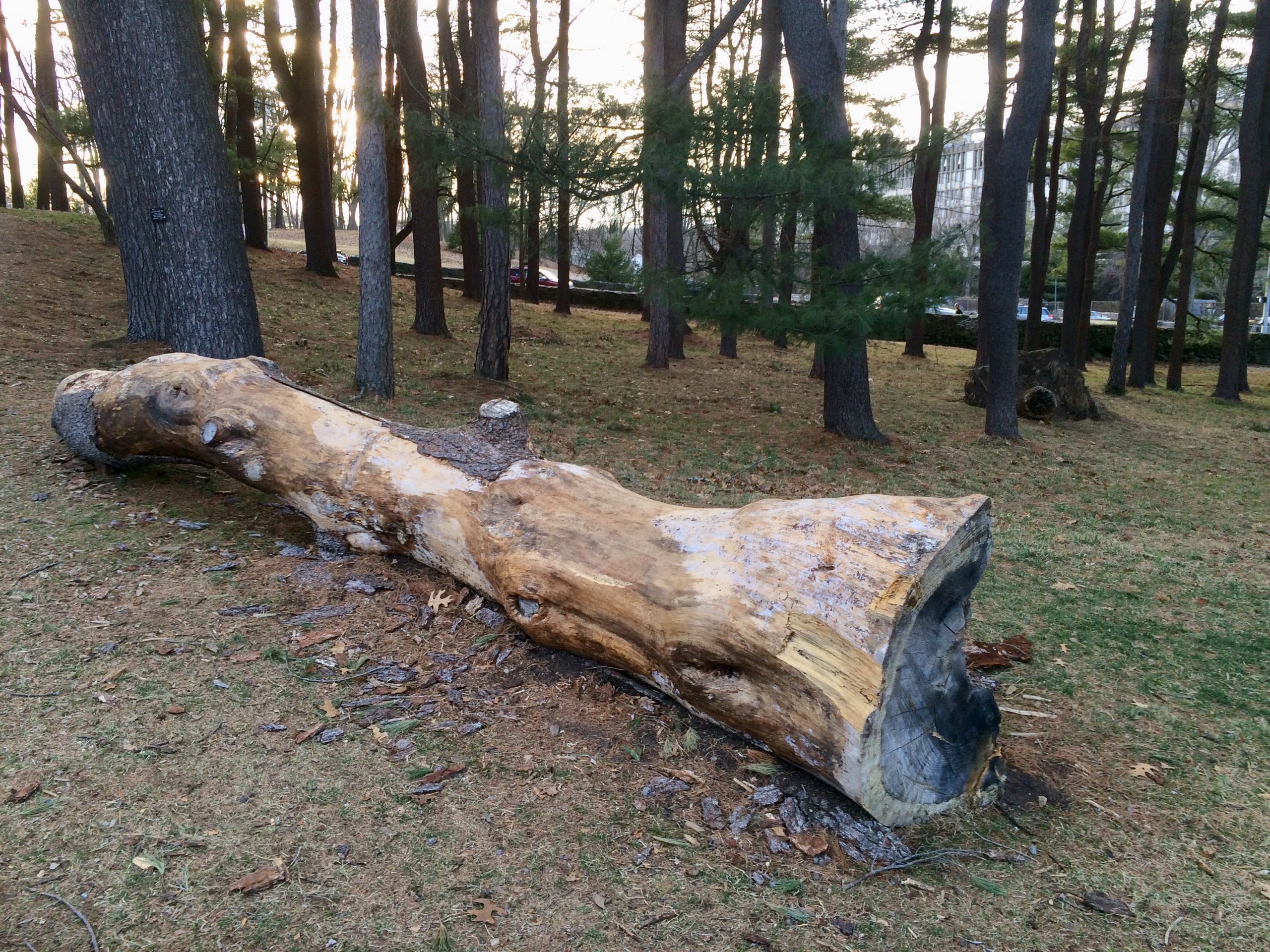 New life for old trees