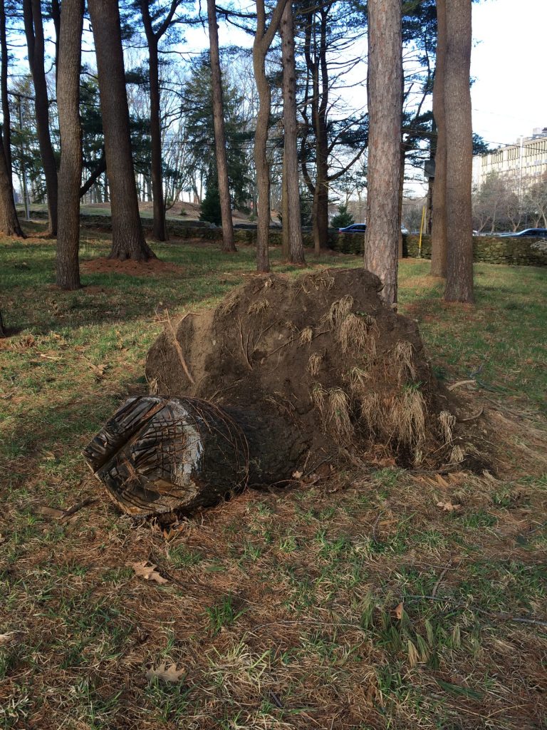 The uprooted stump of a pine on Peter's Hill