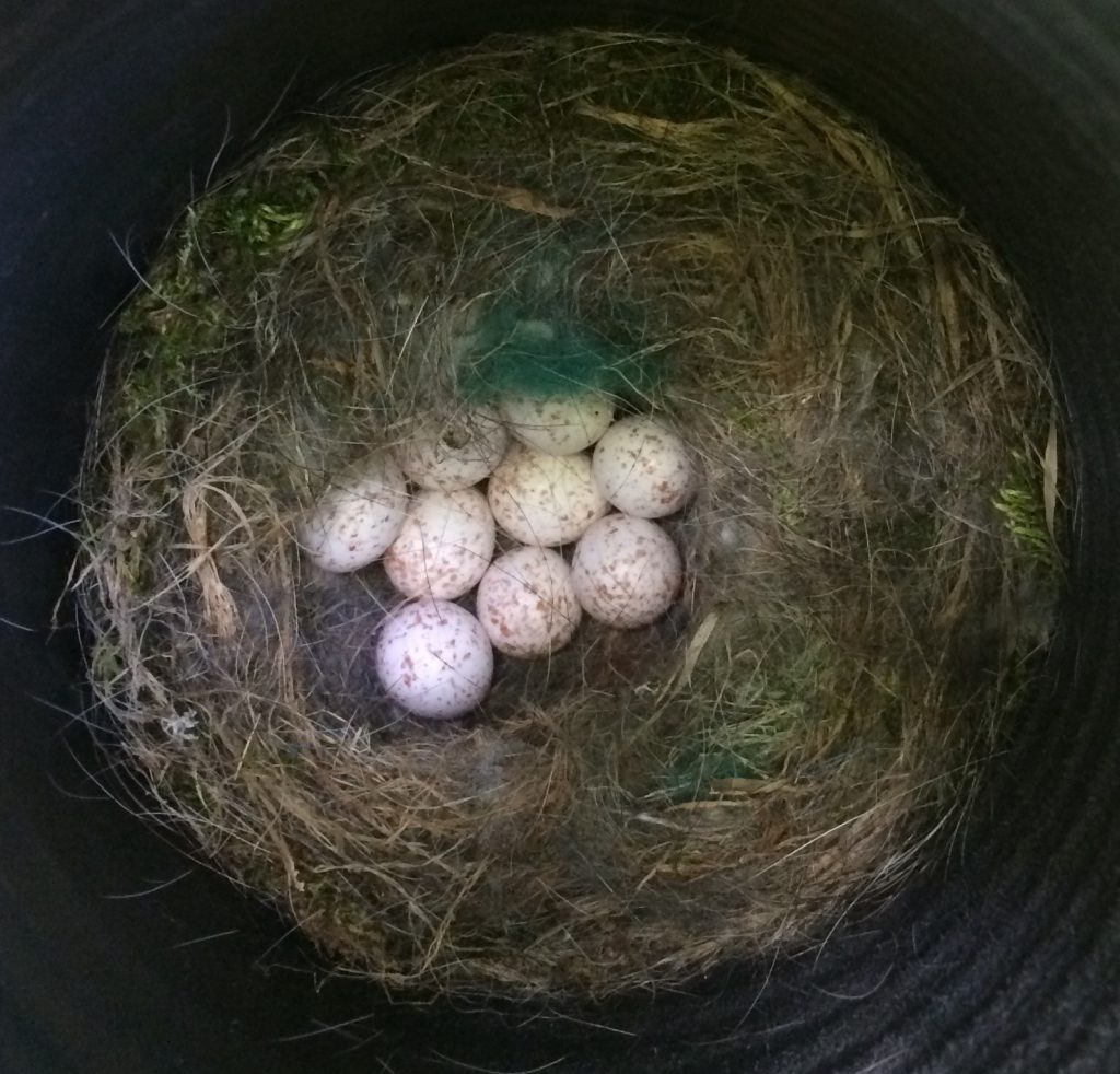 Chickadee eggs.