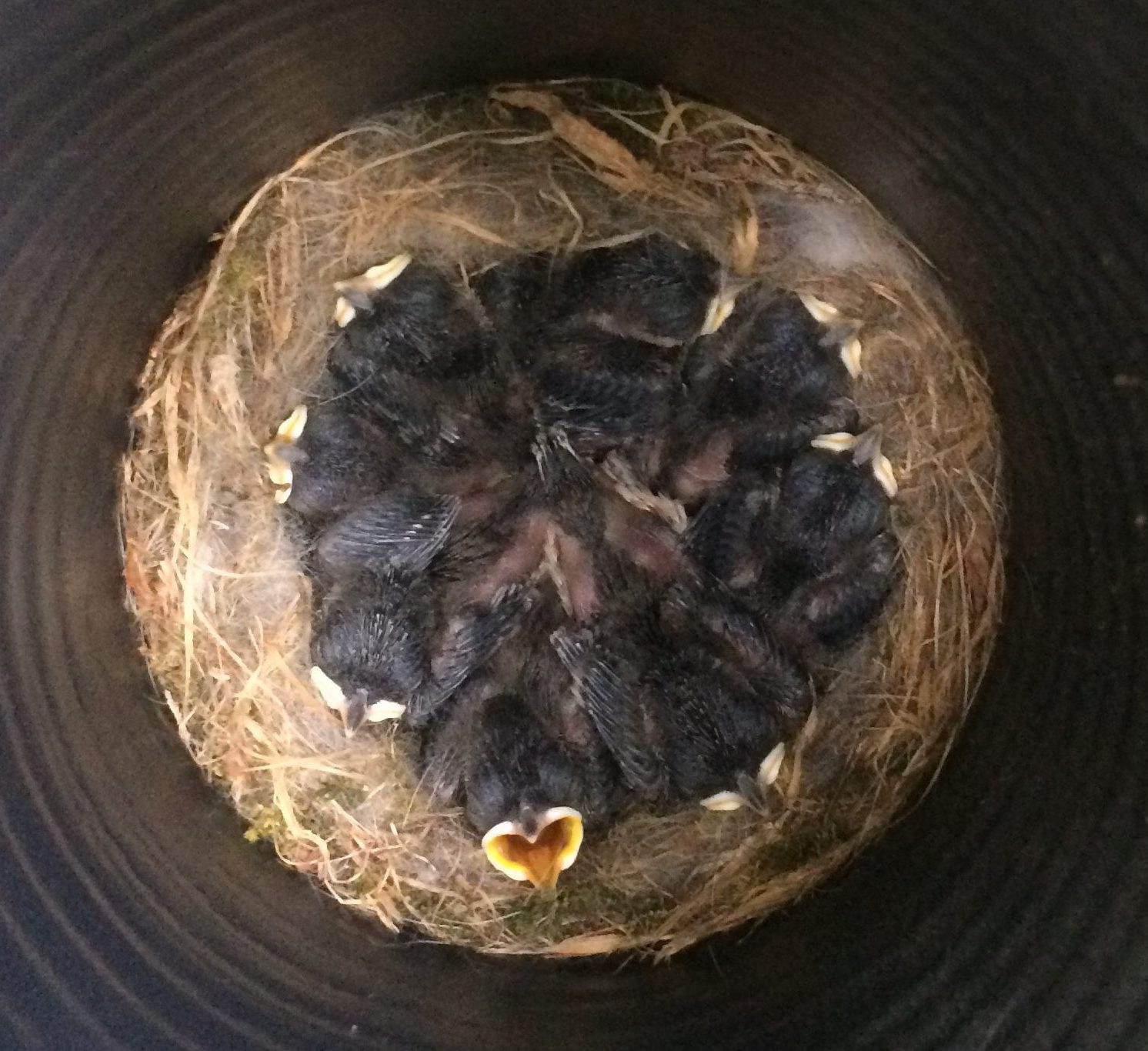 3 to 4 day old hatchlings