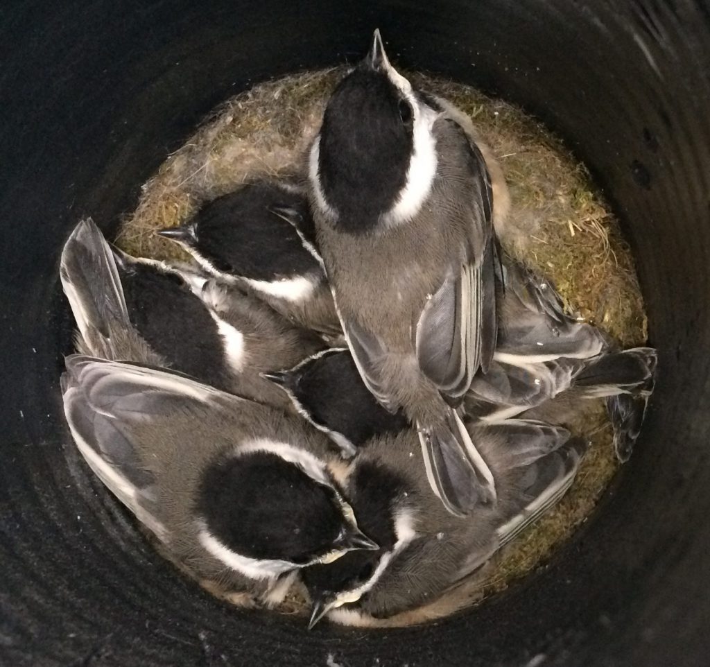 Black Capped Chickadee Eggs