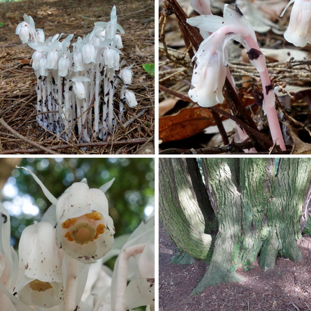 Monotropa uniflora