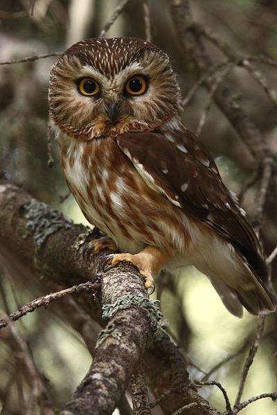 Northern Saw whet owl