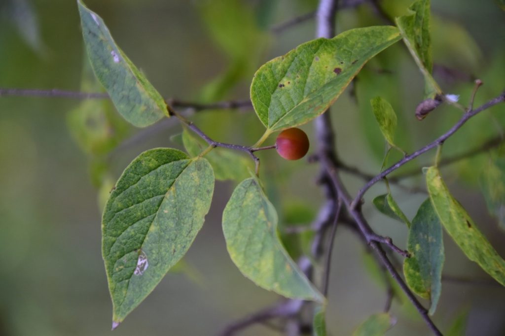 The fruit of a dwarf hackberry