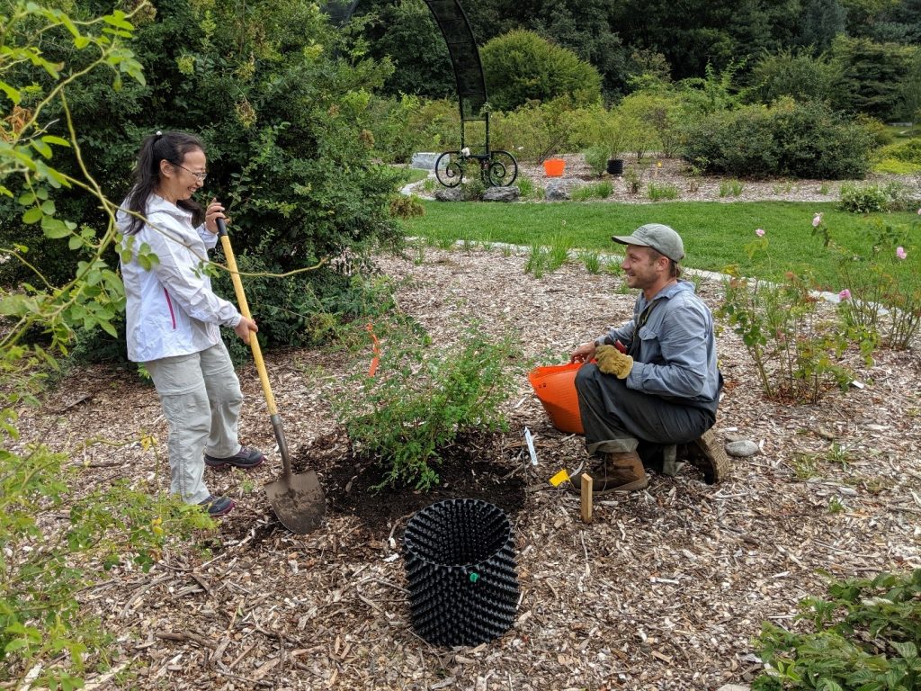 Xinfen Gao plant a rose bush with Scott Phillips