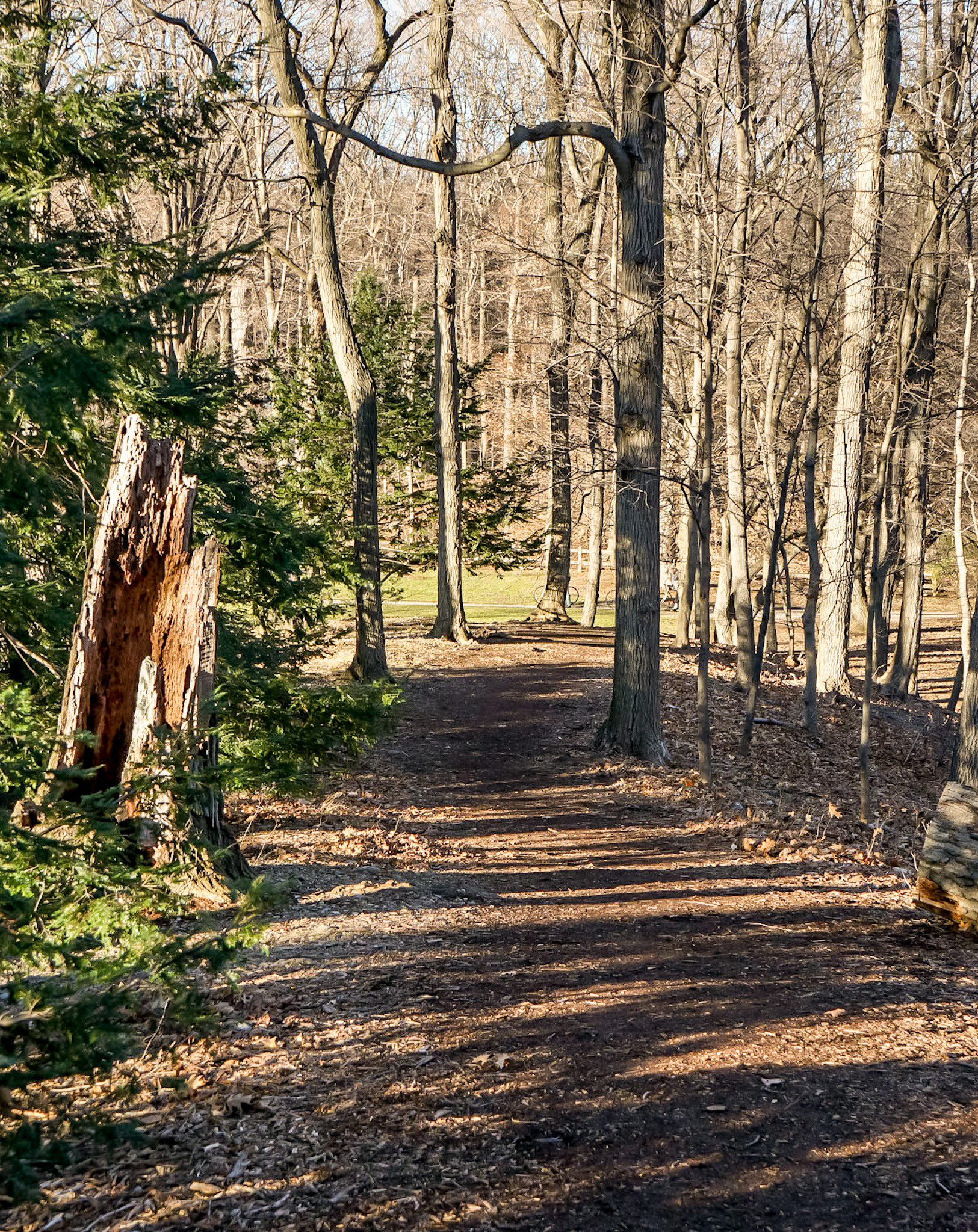 "North Woods" by Lawrence Mullings