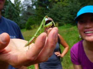 praying mantis