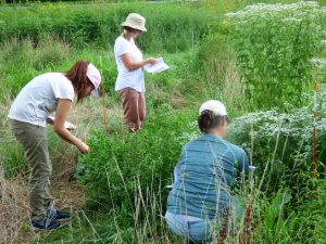 Kent Field Study Plot