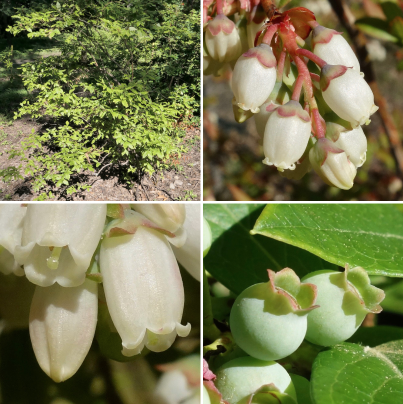 Highbush blueberry flowers and fruits