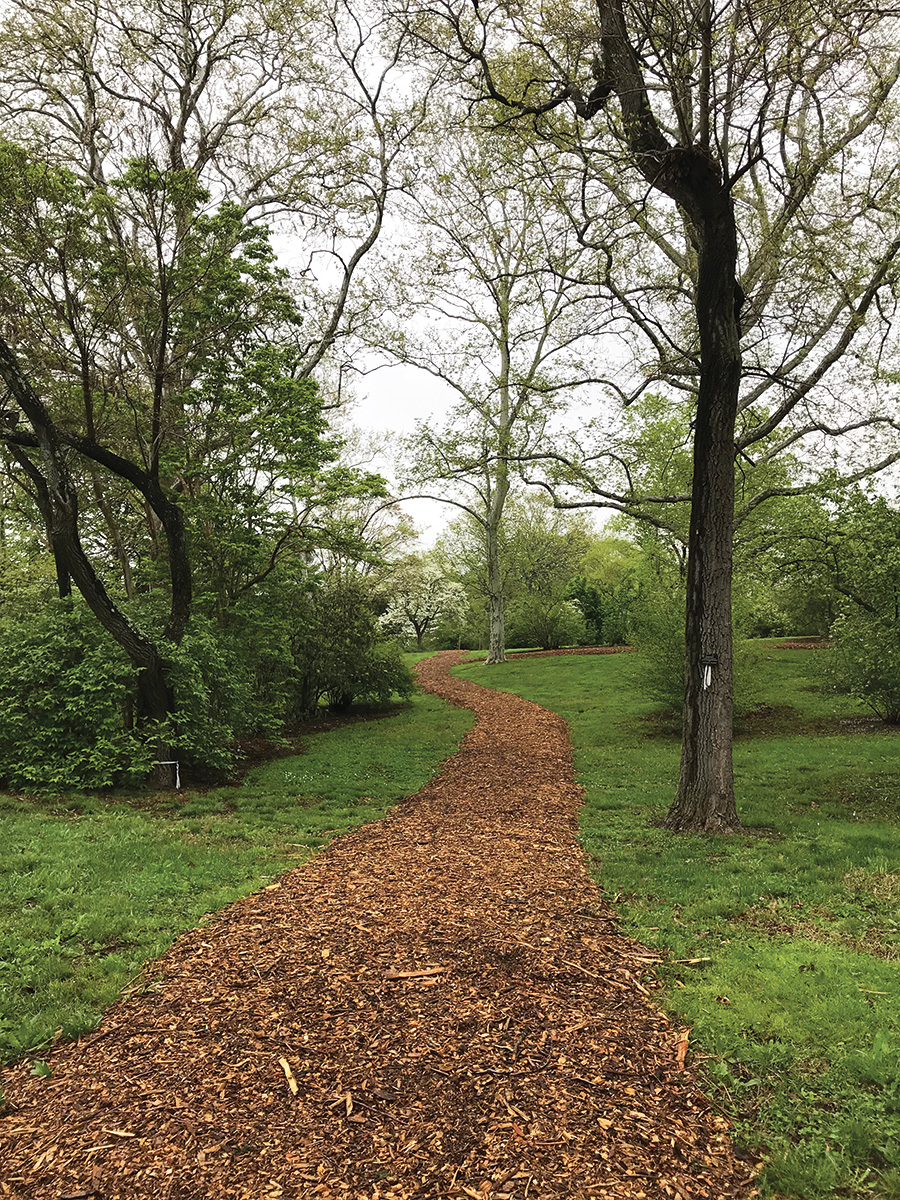 Mulched pathways like this one through the viburnum collection direct visitors, staff, and maintenance equipment along cushioned routes and reduce damaging traffic on soil.