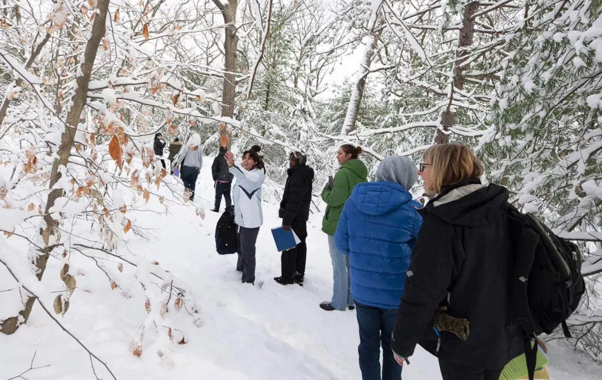 Students from the Boston Day and Evening Academy stop while Ana Maria Caballero, Nature Education Specialist at the Arnold Arboretum, points out a beech tree leaf during fieldwork at the Arboretum in December as part of a special two-day outdoor biology class focusing on climate change. Image by Jeffrey Blackwell/Harvard University.