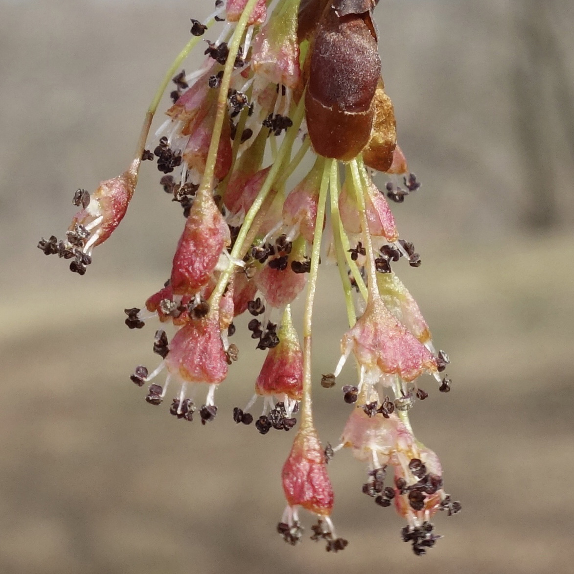 Elms Flowers Are Very Busy and Beautiful Arnold Arboretum Arnold