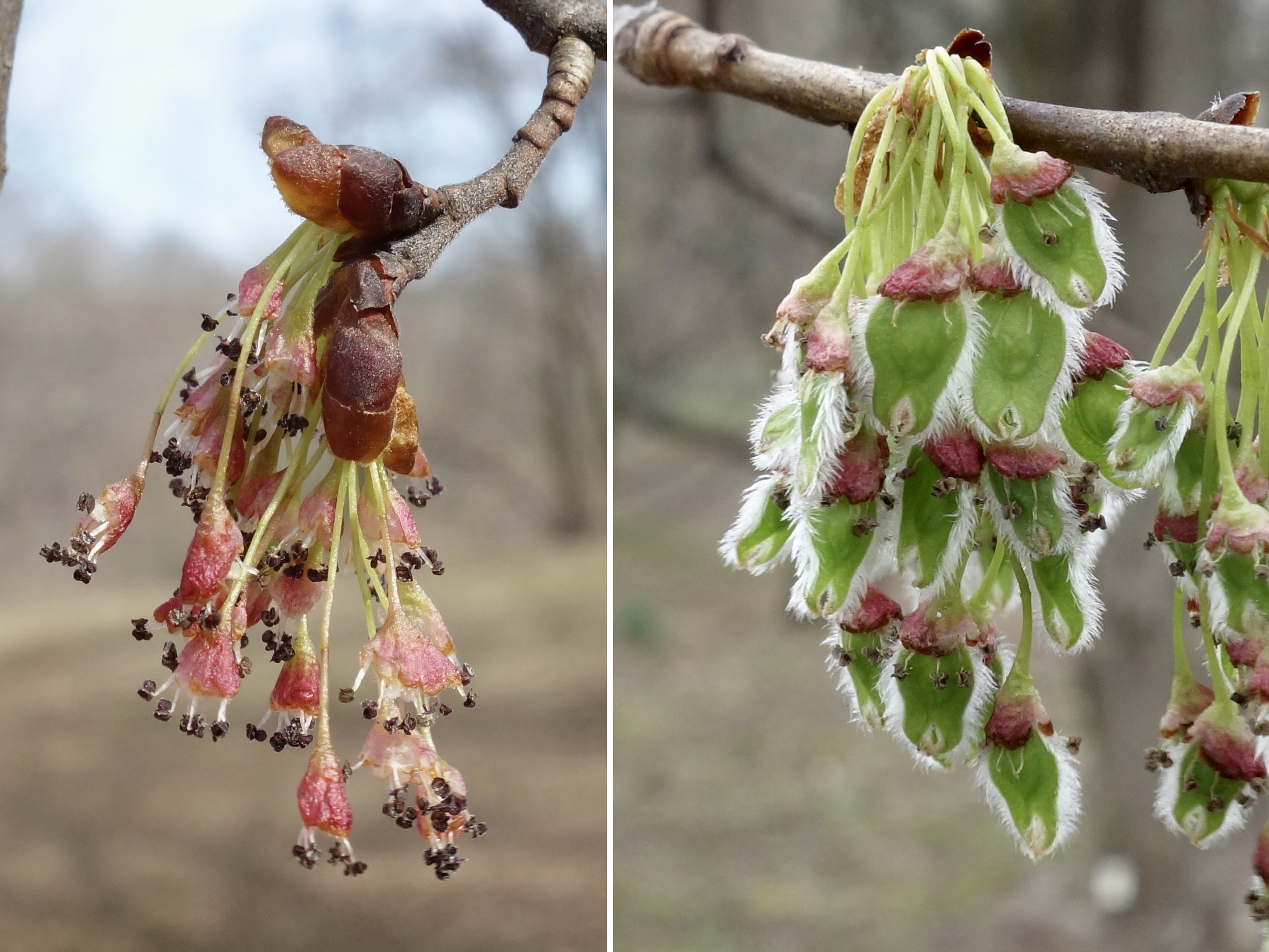 American elm flowers by Ned Friedman