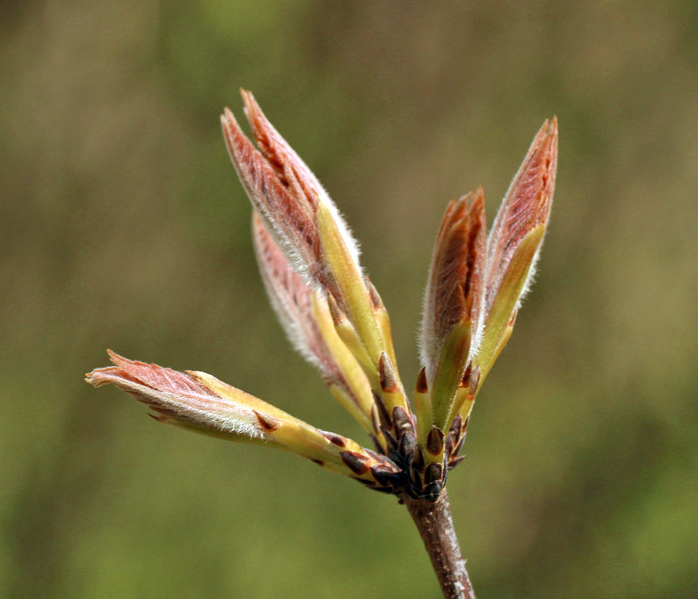 sugar maple tree spring