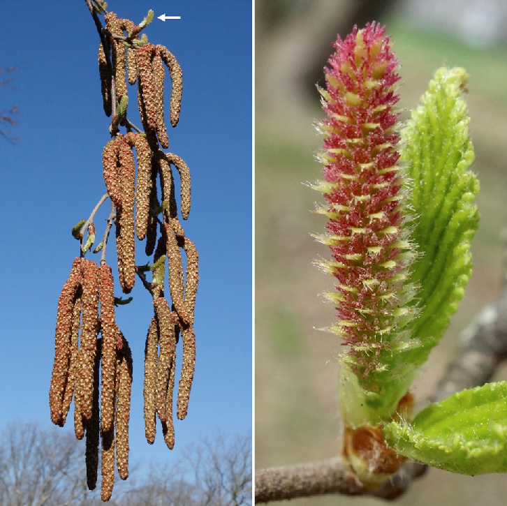 Male and female catkins of Betula schmidtii 7486*B