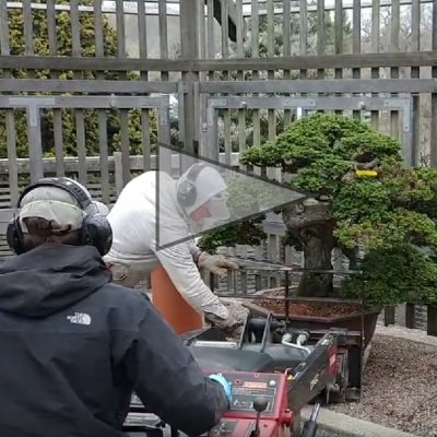 Welcome back, bonsai!