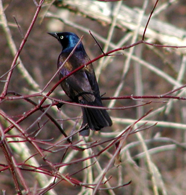 Common Grackle. Photograph by Bob Mayer.