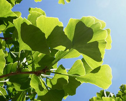 One Out Of Eight Plants At The Arboretum Threatened With Extinction Arnold Arboretum Arnold Arboretum