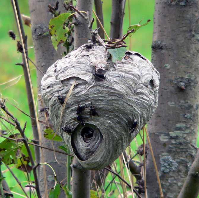 Bald-faced Hornet Nest. Photo by Bob Mayer.