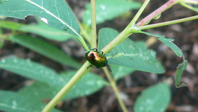 Augenstein Insects Insects - Arnold Arboretum