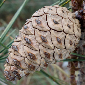 Cone of Japanese red pine